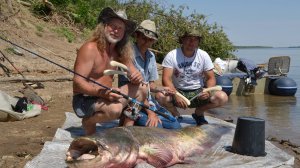 О звуках  и о квоках. От Юрия Философа. Перенос из архива. 2025 год.