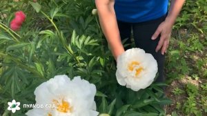 Miss America пион