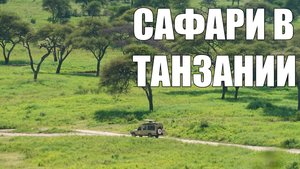 Сафари в Танзании 2025