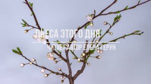"Пьеса этого дня", стихи Елены Герун