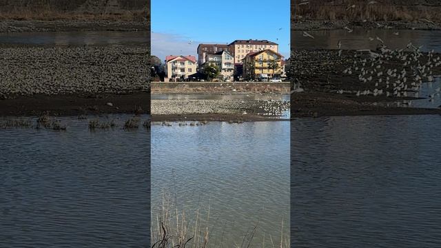 Чайки Адлер смотреть онлайн