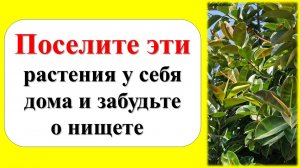 Поселите эти растения у себя дома и забудьте о нищете. Как цветы привлекут деньги