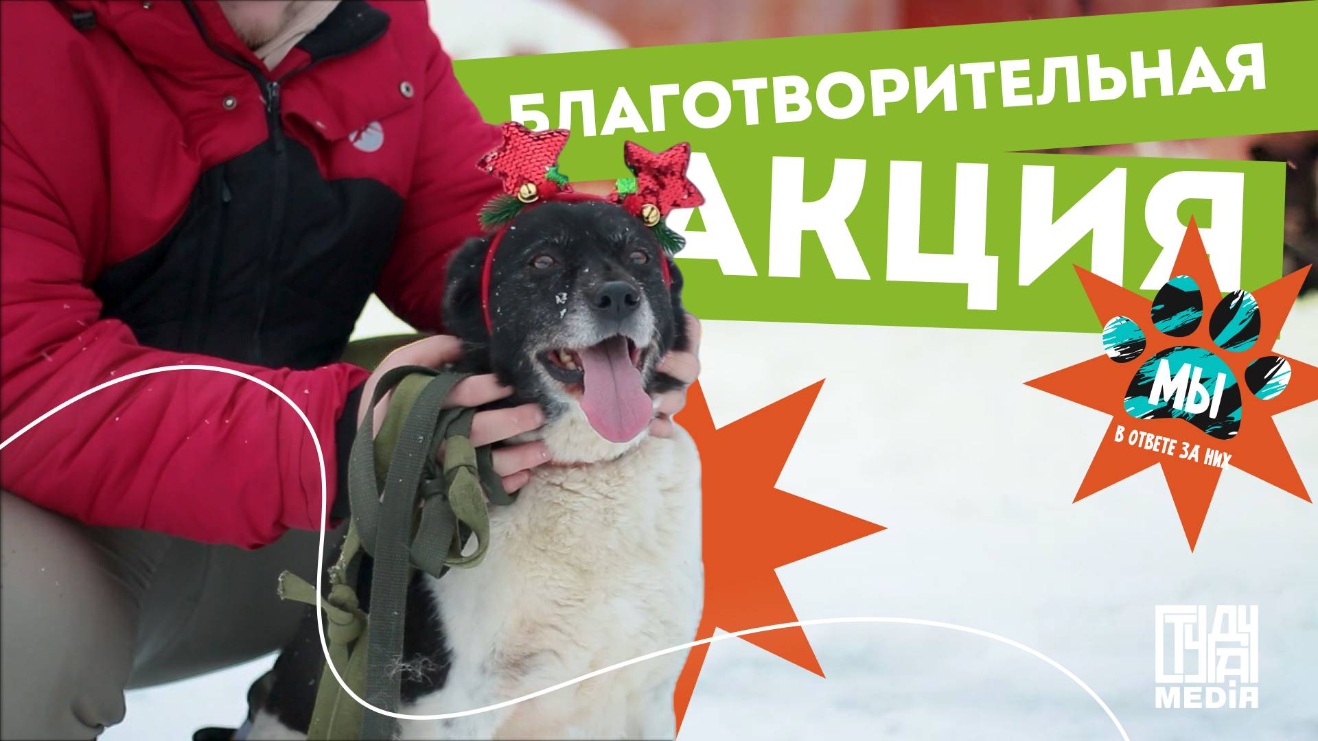Благотворительная акция от СТУДАЧ meida | Помогаем центру передержки животных