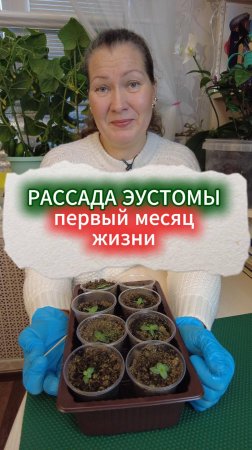 РАССАДА ЭУСТОМЫ, ПЕРВЫЙ МЕСЯЦ