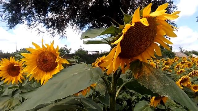 Вам открываются дороги в прекрасное будущее... смотреть онлайн