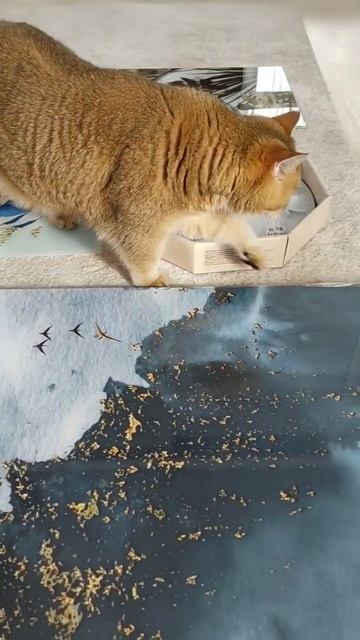 #безкотаижизньнета #котики #смешныекоты #золотаяшиншилла #коты #смешные #fannycats