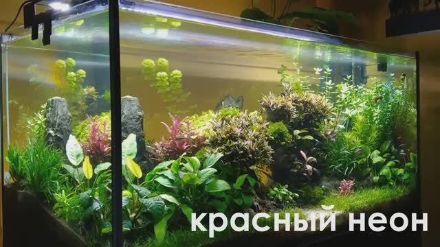 Красный неон в аквариуме "Живописное ущелье" (Геннадий Курганский, участник конкурса HADC 2023)