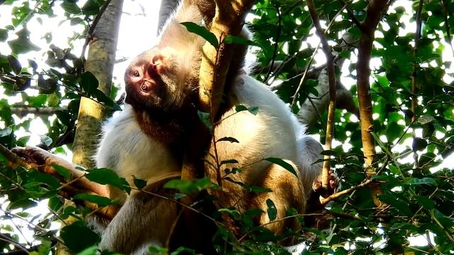 Jane monkey got comfort grooming from big Mona monkey  ASMR Grooming