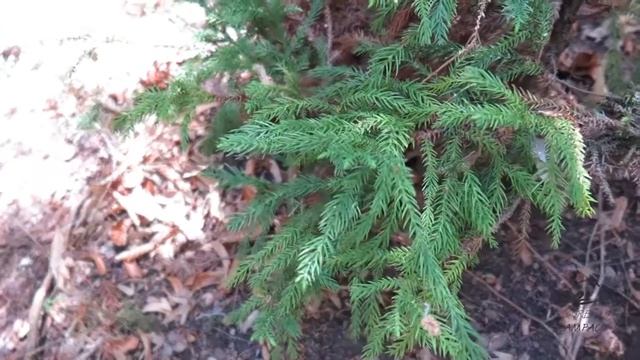 Cryptomeria japonica 'Spiralis' kryptomerie japonská смотреть онлайн