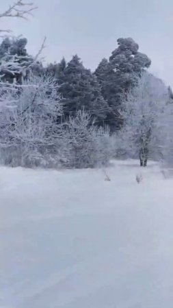И пусть весь Мир подождёт. #Хаски