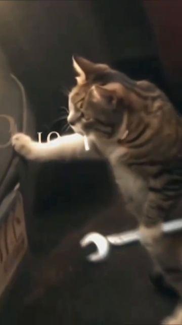 коты смотреть онлайн