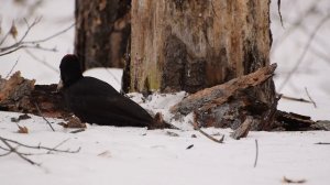 11392217-hd_1920_1080_30fps