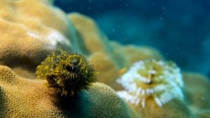 Christmas Tree Worm [ Spanish  Language ]