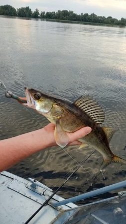 Небольшой клыкастик на крючке🎣  #рыбалкавсызрани#рыбалка#судак