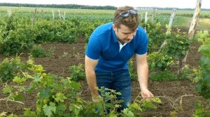 Виноградники Винодельни Ведерниковъ