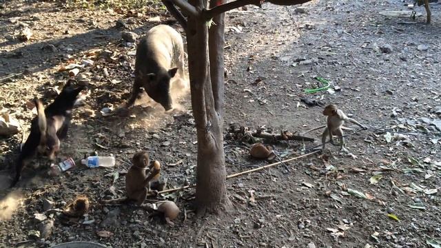 Вьетнам, МуйНе, 15.02.2016 смотреть онлайн