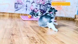 13 мая 2024 г.  https://vk.com/clubamigodelnorte. Помски мини хаски Сибирский хаски и шпиц