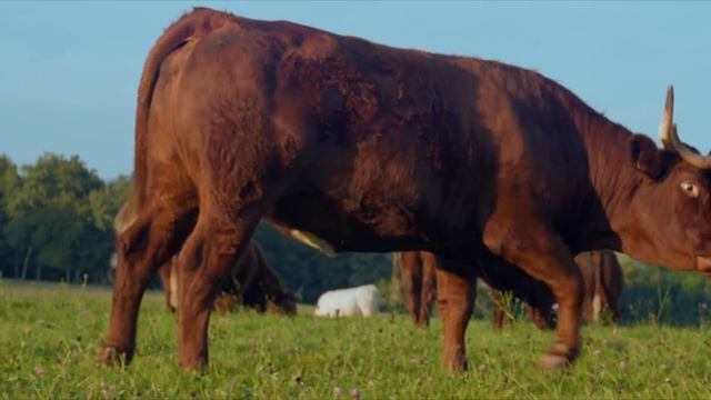 SIRUI ANAMORPHIQUE 75 mm L MOUNT !!! смотреть онлайн