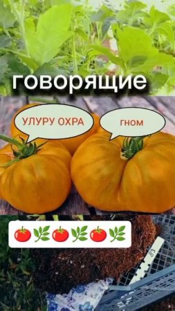 Толстая и жирная рассада Всегда