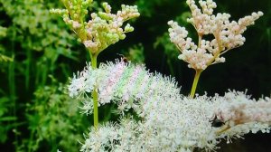 Таволга (лабазник, белоголовник)  - используется ,как душистый чай, но лечит серьезные заболевания