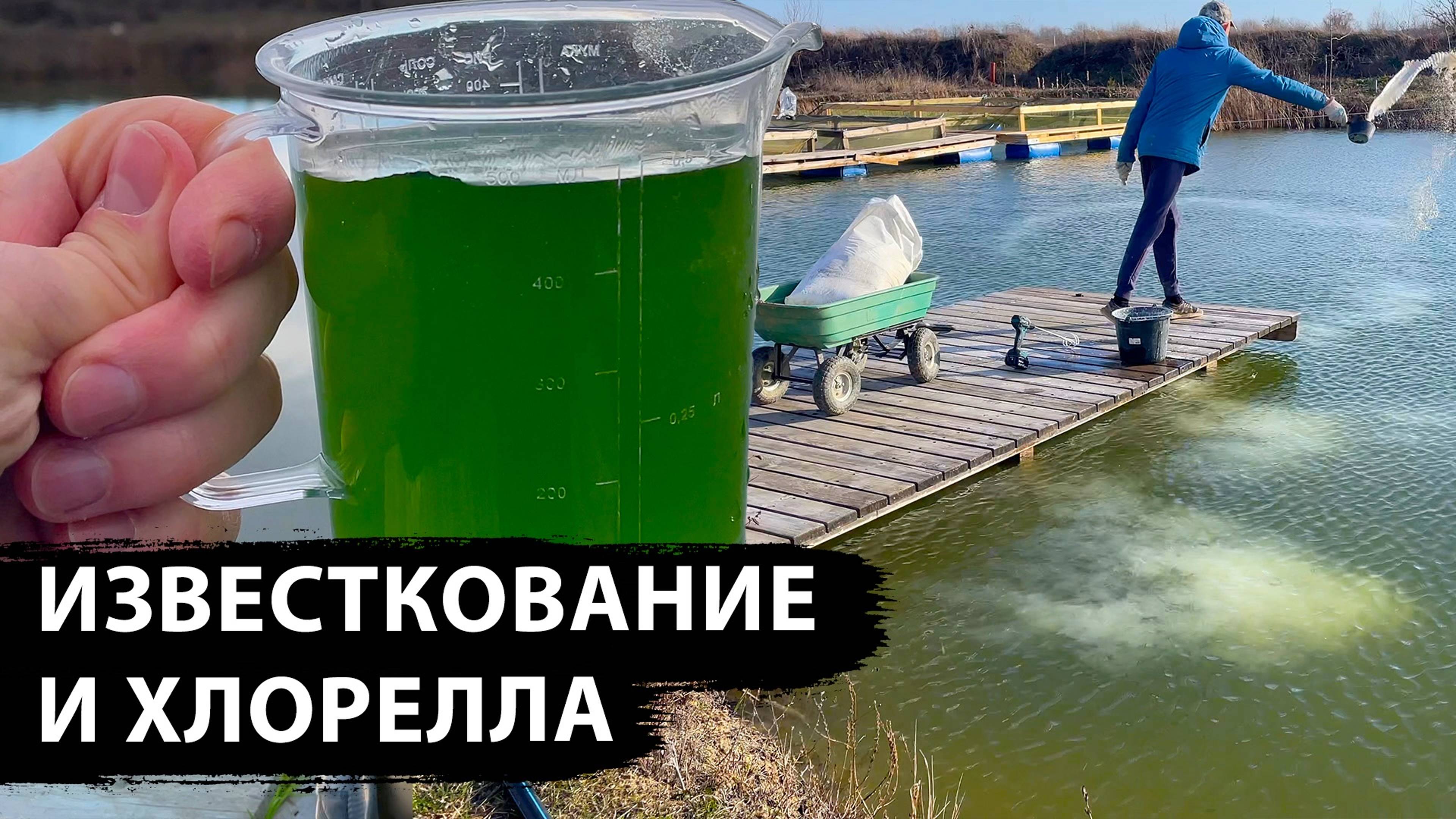 ЦАПЛЯ СНОВА БЕСПРЕДЕЛИТ, известкую пруд и запускаю хлореллу