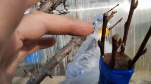 Прививка пяти сортов груши на одно дерево.