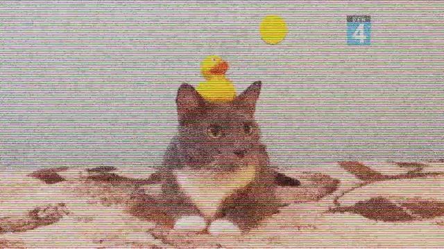 Анонс "Kotiynet" (Irishecka Den, 15/12/2023) смотреть онлайн