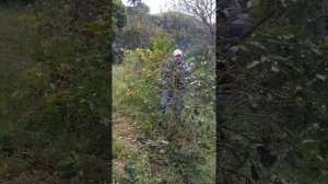 Podas del Café. Soca del café.