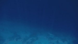 Моя счастливая  встреча)) и это не ирония🤣Красное море. Шарм-эш-Шейх. Шаркс-Бей. 2024