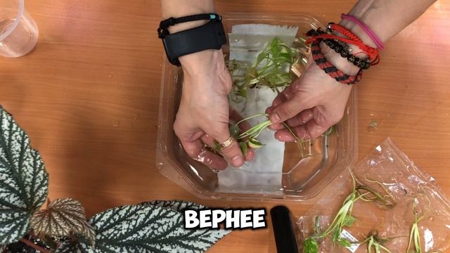 Как работать с клонами (монстера тайское созвездие) (часть 1)