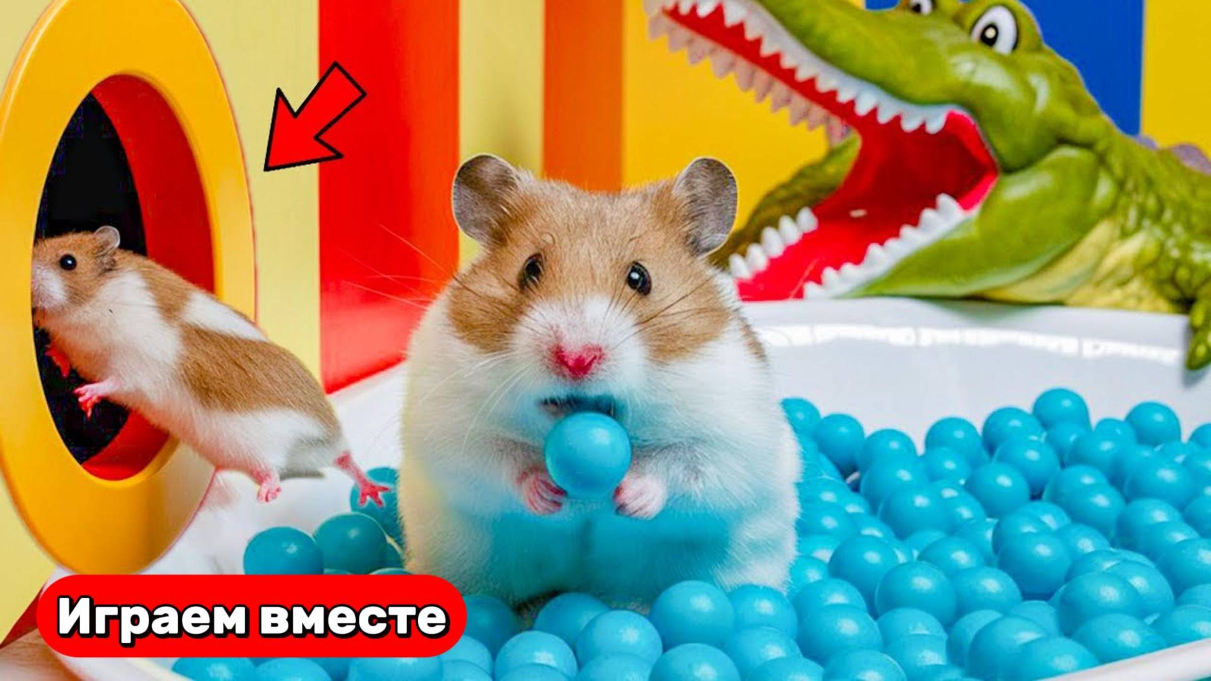 Хомяк выбирается из сложно лабиринта с шариками 🐹 Видео для детей