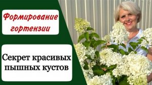 Когда и как обрезать метельчатую гортензию_! Подробная инструкция