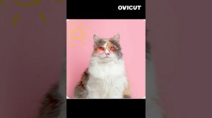 Песня\\Розовое вино// Фиолетовая вата.