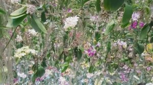 Это красиво. Иммерсивное шоу в Токио (TeamLab Tokyo)