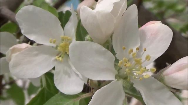 ТРИ  МИНУТЫ  ДЛЯ  НАСТРОЕНИЯ.  Сбрось напряжение. Настройся на лучшее. смотреть онлайн