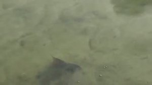 Зеркальный карп плавает в пруду.