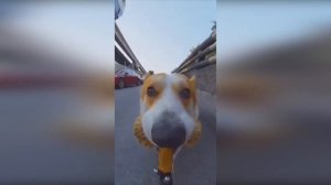 Собака бежит с камерой под песню (Stop Snitchin)