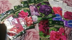 Посев петунии 20 января 2025.