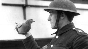 Голубиная почта