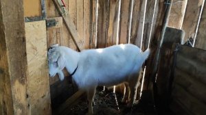 Чтобы не остаться без козла в хозяйстве.