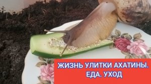 ЖИЗНЬ УЛИТКИ АХАТИНЫ. УХОД. ПИТАНИЕ