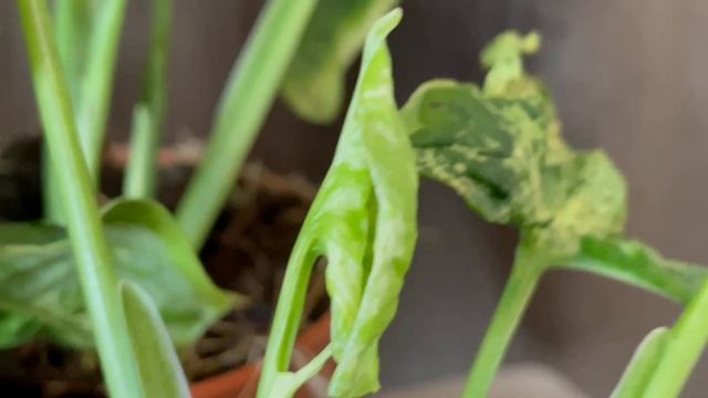 [ Rookie P ] In the Garden EP60 : Update Syngonium Mojito หลังจากตัดยอด