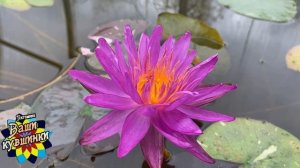 Нимфея Purple Silk (Фиолетовый шелк) кувшинка, waterlily, водные растения, пруд