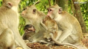 Monkey Jane Much Exhausts In Her Life Then Other Monkeys COS JANNA Cripples And  Need Best Take Car