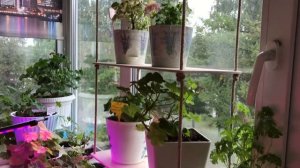 Супер полка для цветов