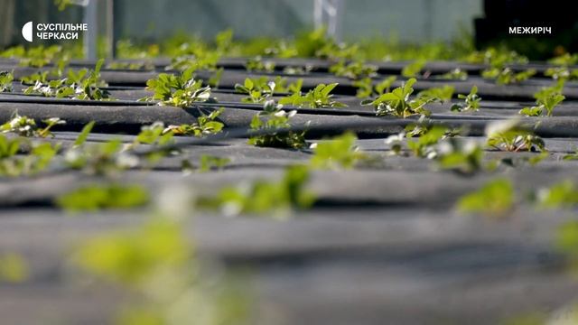 Садимо полуницю навесні, щоб отримати урожай вже цього літа смотреть онлайн