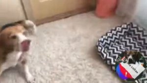 Как научить собаку команде лежать