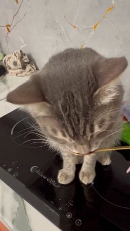 Кот пробует красную икру 😺