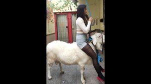 Sheep Riding | Goat Riding | Donkey Riding | Esel Reiten ✅✅✅