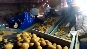 Картофелесортировка (Ускоренная подача, 8 тонн в час)